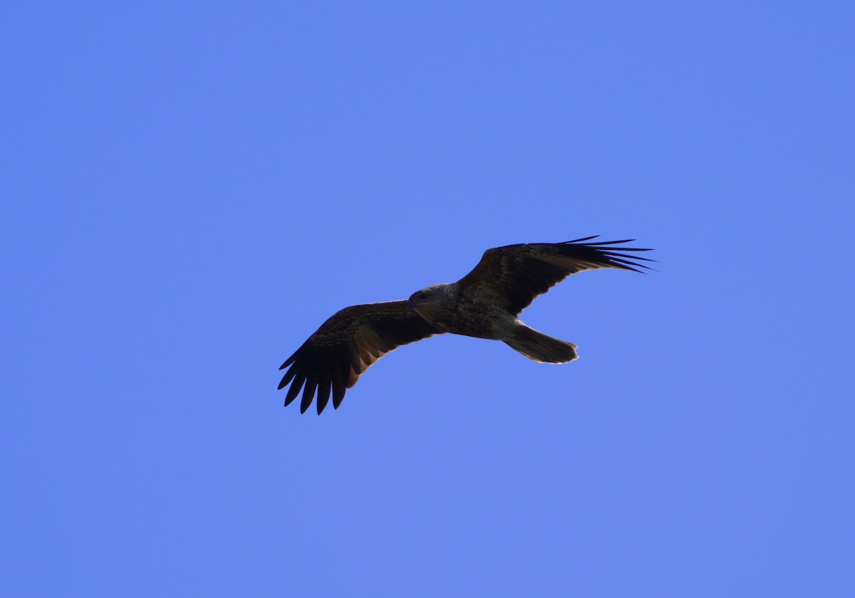 Whistling Kite - May Britton