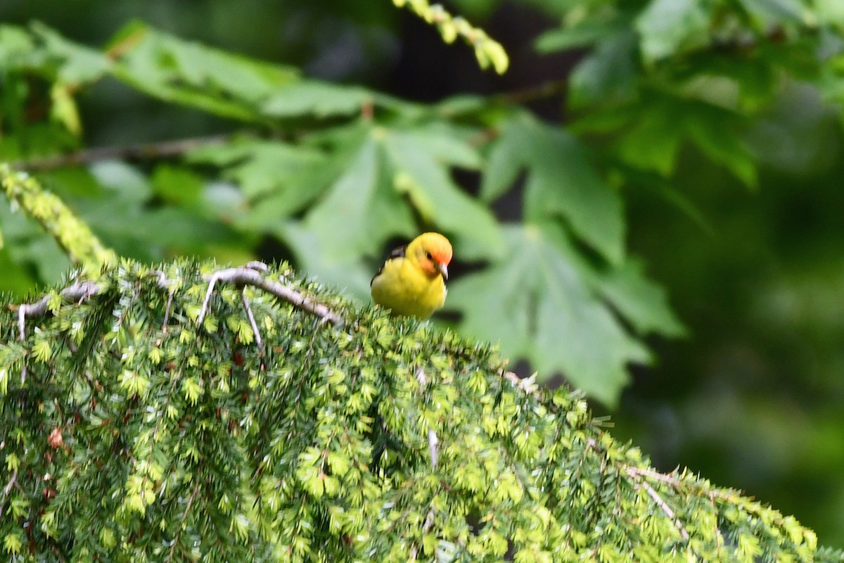 Western Tanager - ML619328086