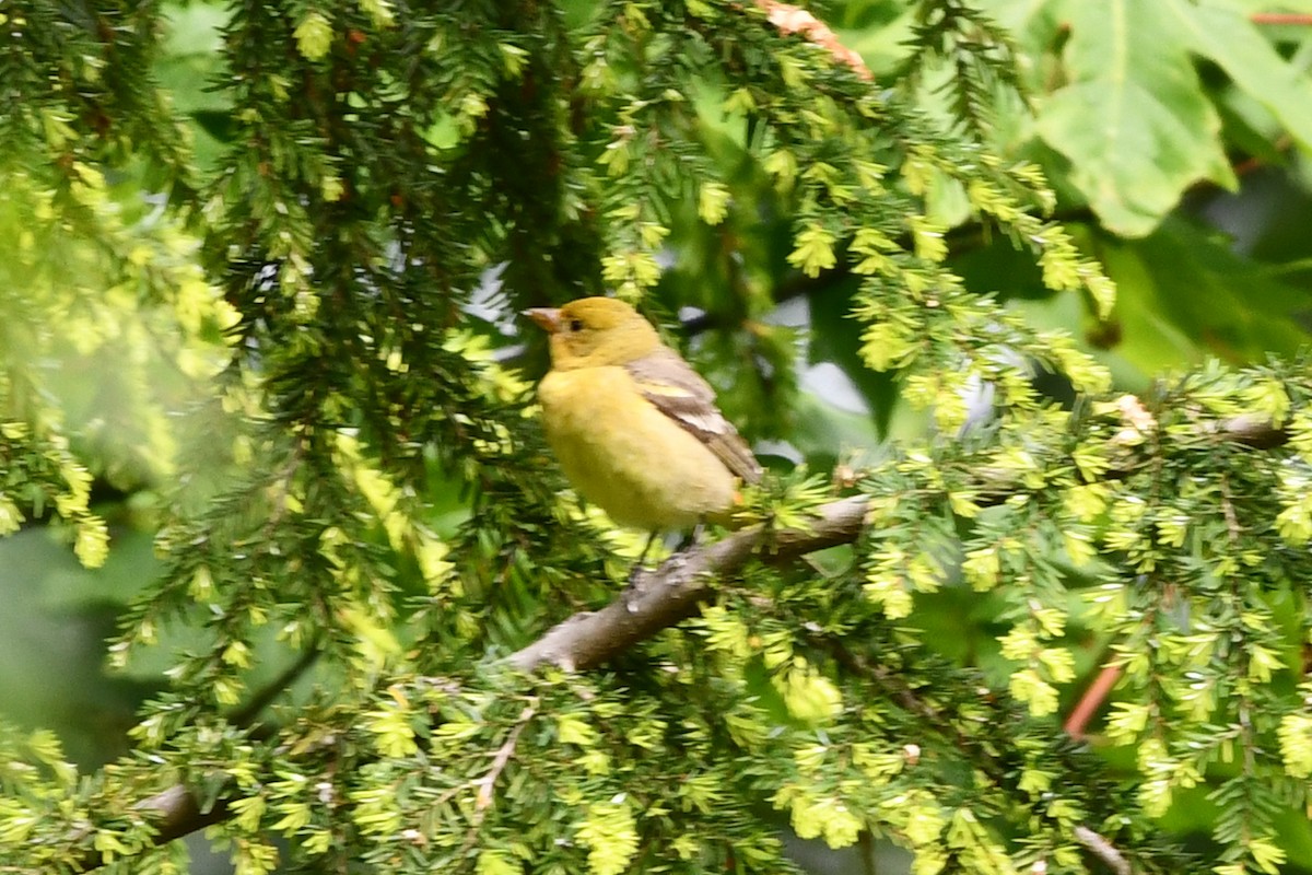 Western Tanager - ML619328087