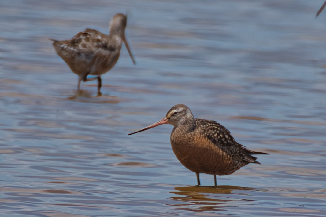 Hudsonian Godwit - Donald Fullmer