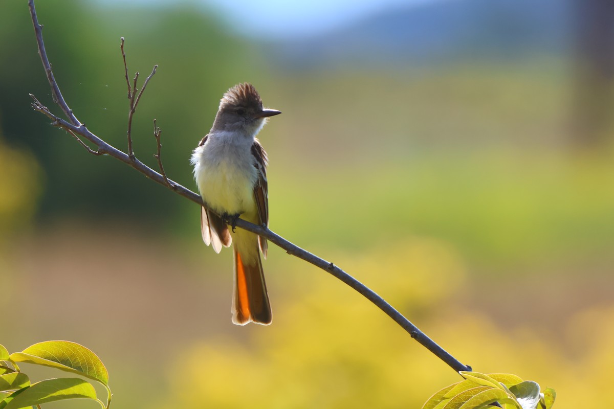 Ash-throated Flycatcher - Candace Austin