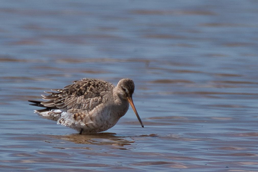 Hudsonian Godwit - Donald Fullmer