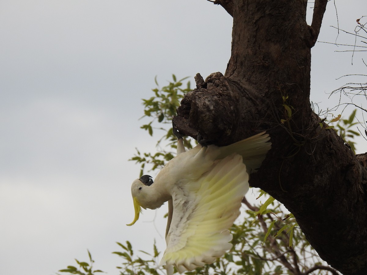 Sulphur-crested Cockatoo - Monica Mesch