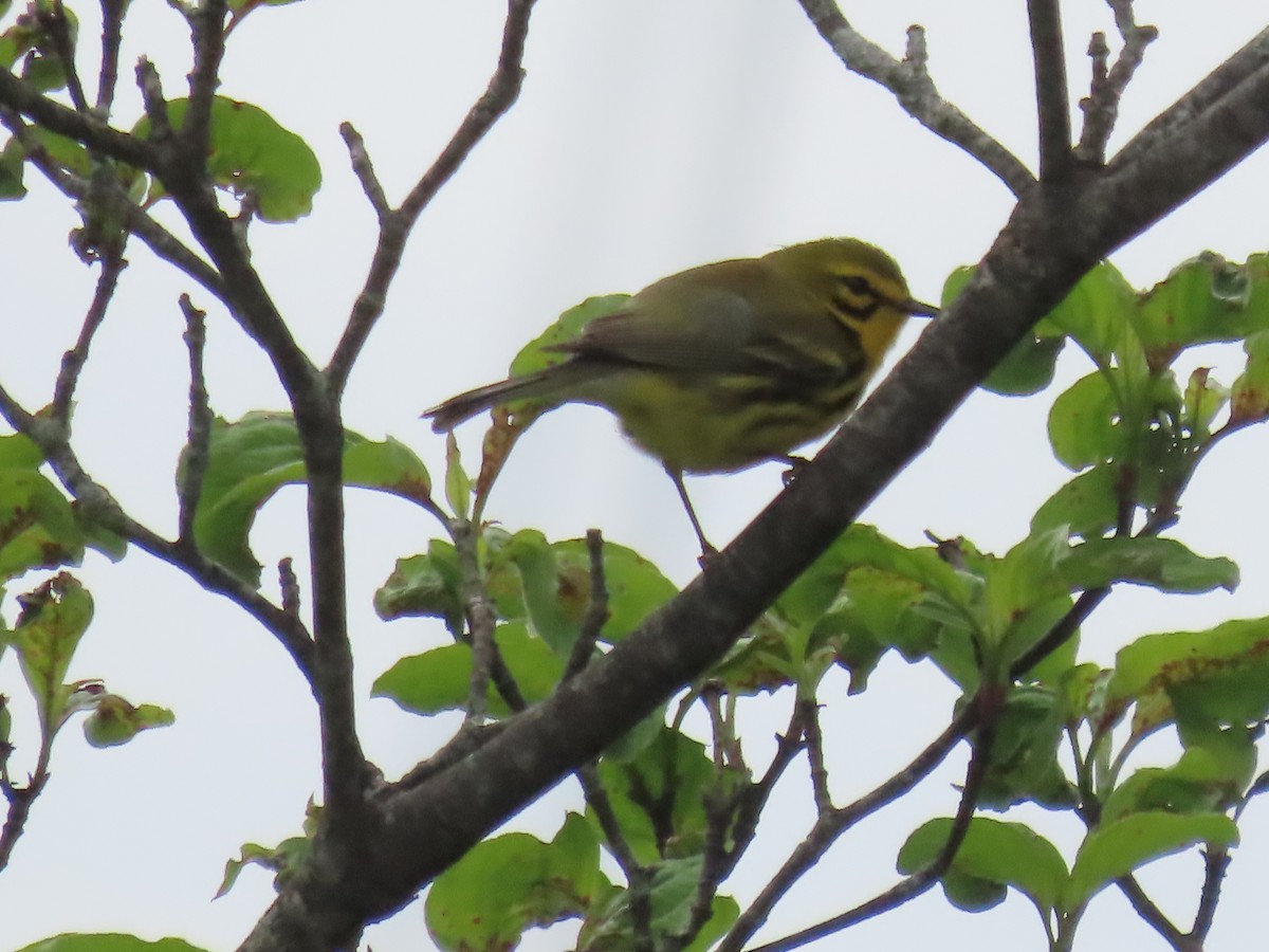 Prairie Warbler - Ursula  Mitra