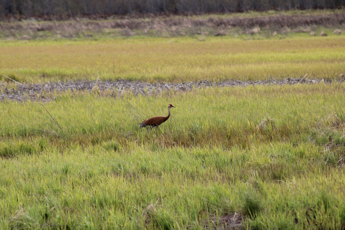 Sandhill Crane - Drew Check