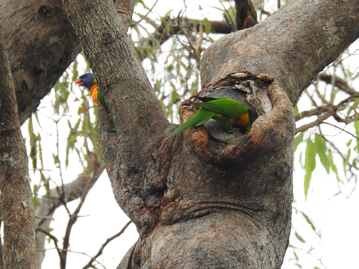 Rainbow Lorikeet - Monica Mesch