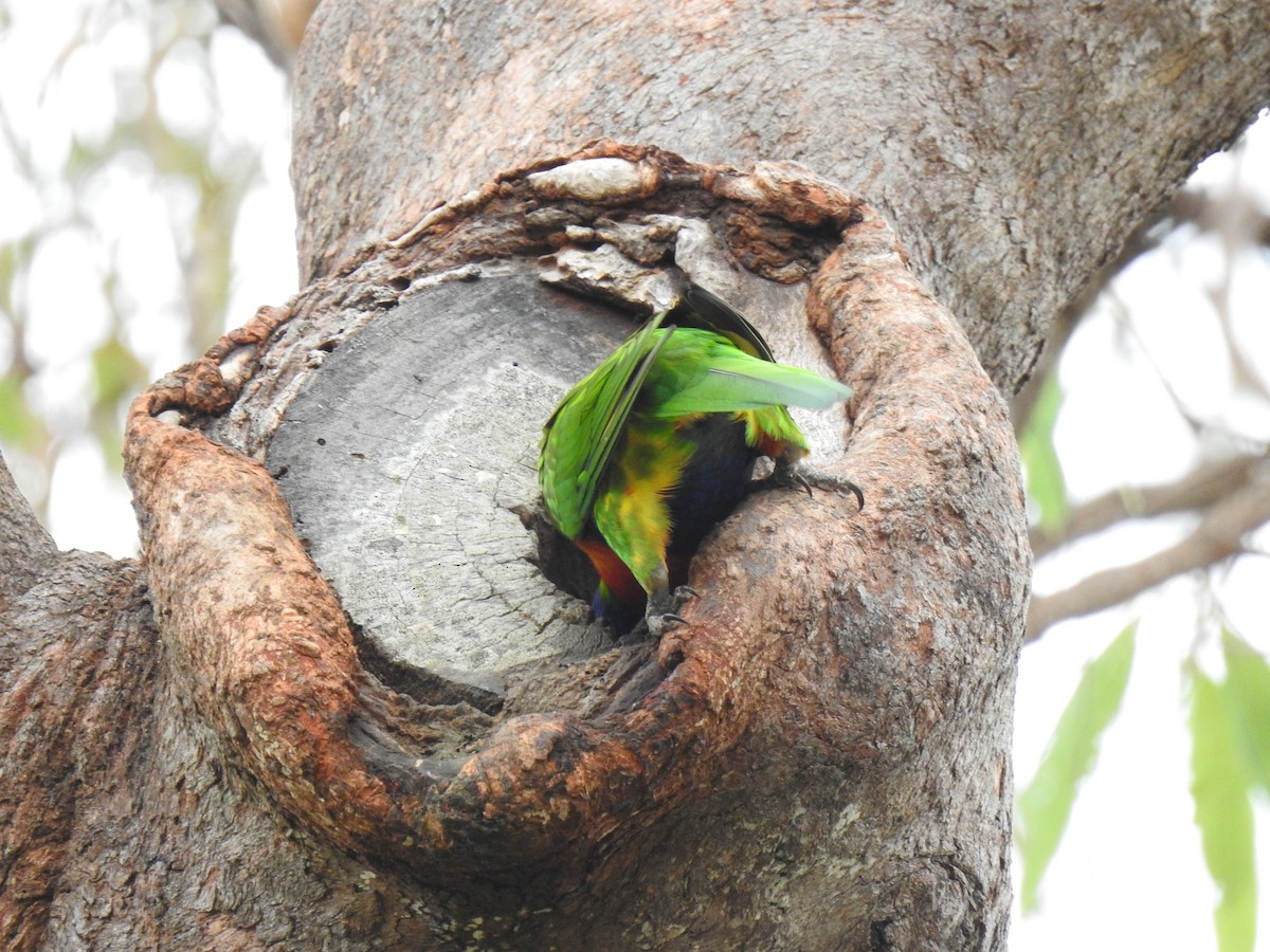 Rainbow Lorikeet - Monica Mesch