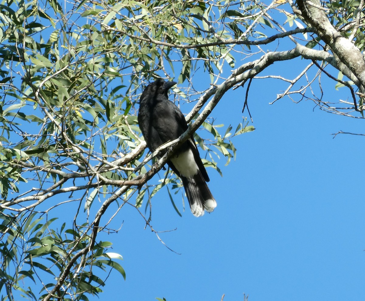 Pied Currawong - Suhashini Hewavisenthi