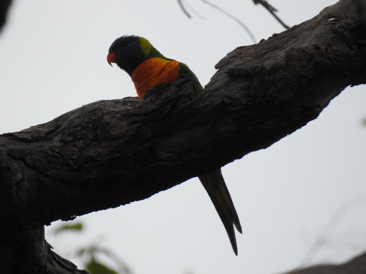 Rainbow Lorikeet - Monica Mesch