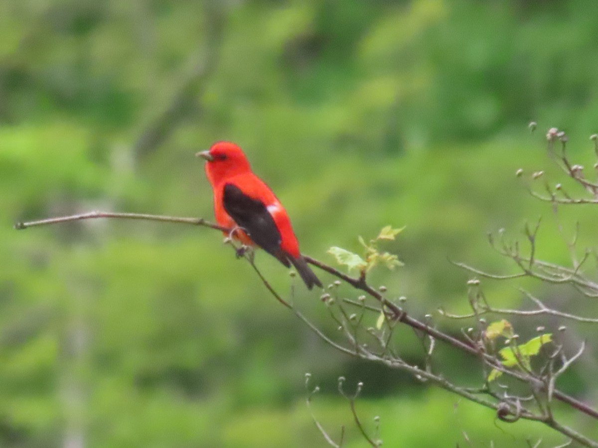 Scarlet Tanager - Ursula  Mitra