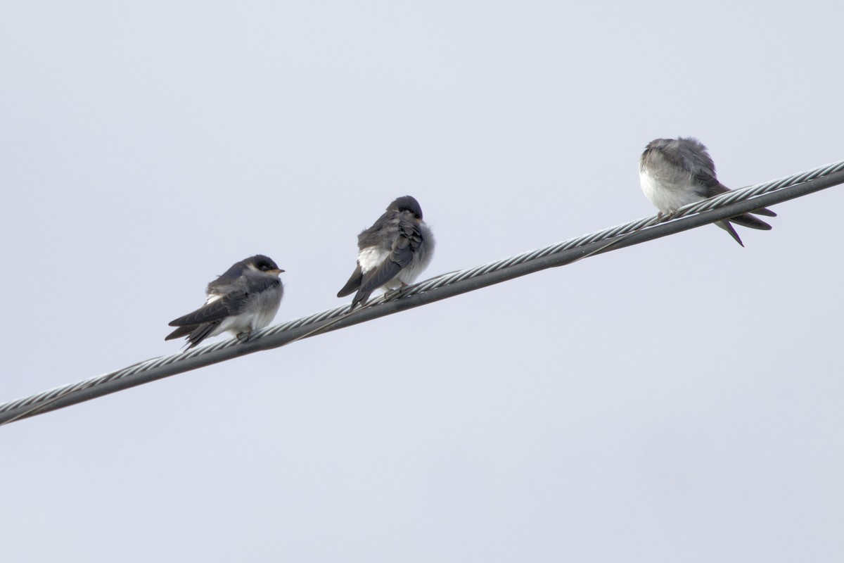 Chilean Swallow - Lee Burke