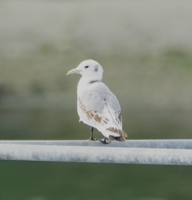 Gaviota Tridáctila - ML619328166