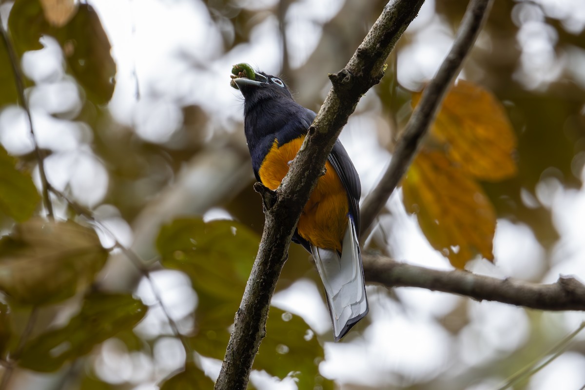 Ak Kuyruklu Trogon - ML619328172