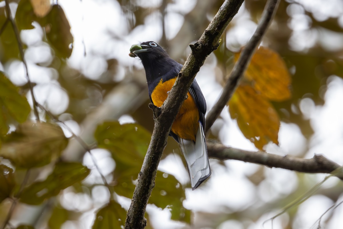 White-tailed Trogon - ML619328175