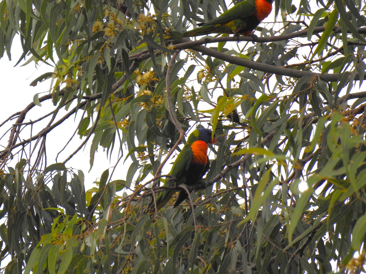 Rainbow Lorikeet - Monica Mesch