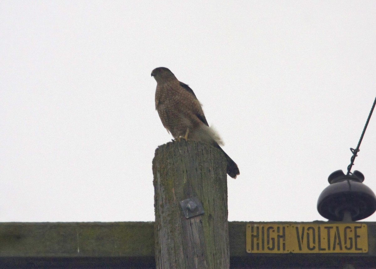 Cooper's Hawk - William Clark