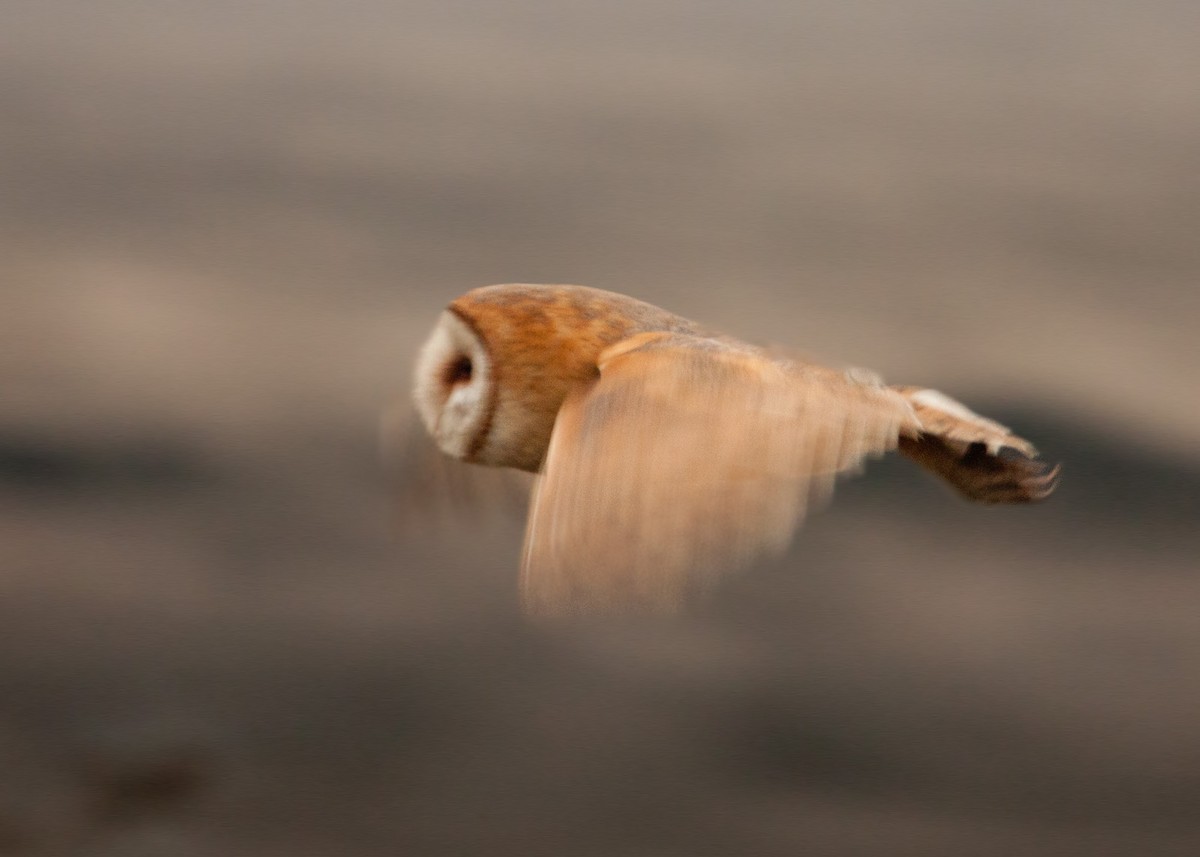 Barn Owl - William Clark