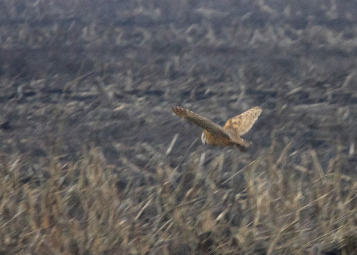 Barn Owl - William Clark