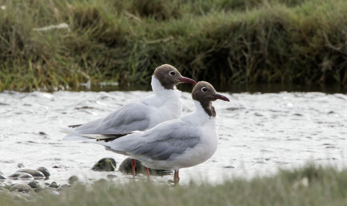 Mouette de Patagonie - ML619328191