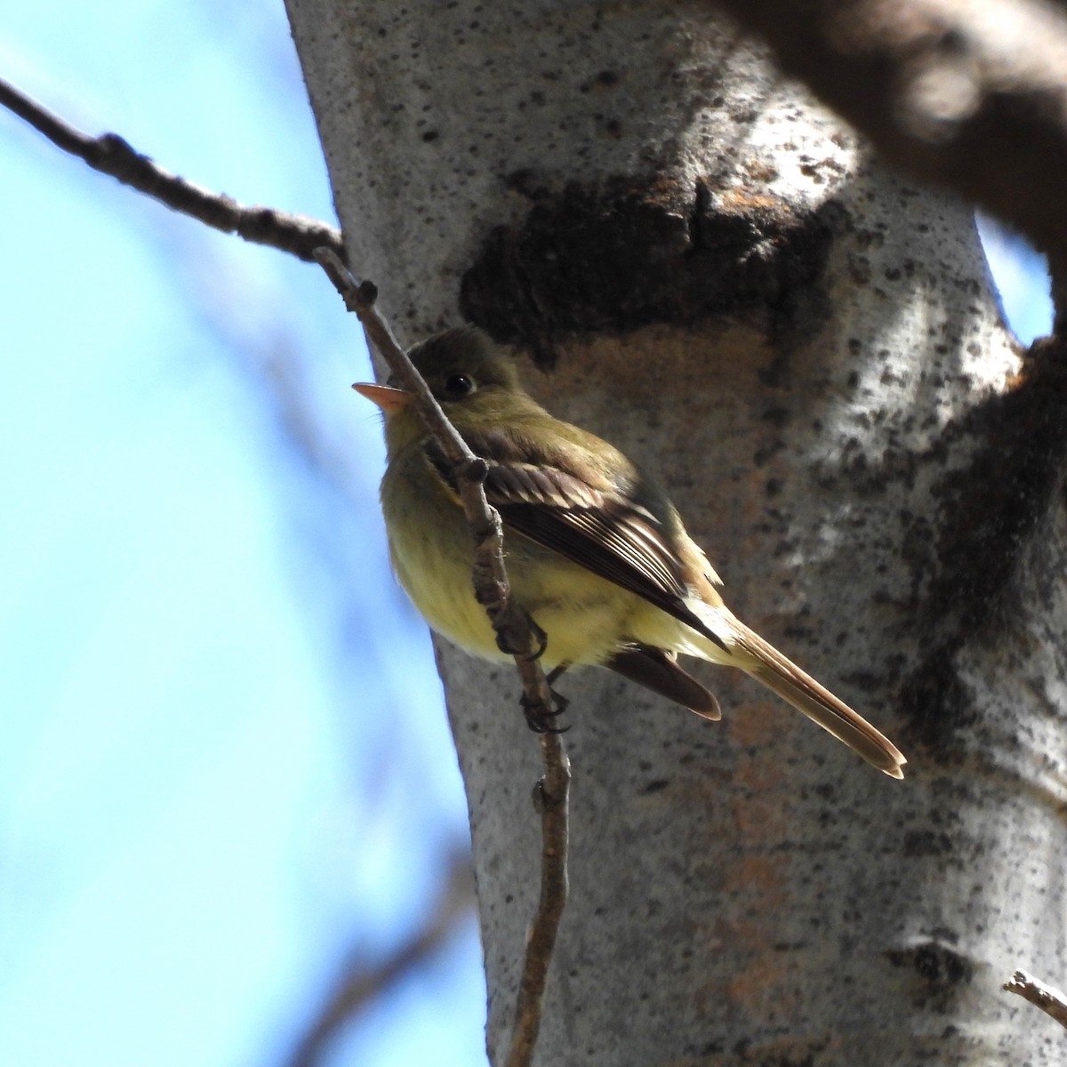 Western Flycatcher (Pacific-slope) - Susan Kirkbride