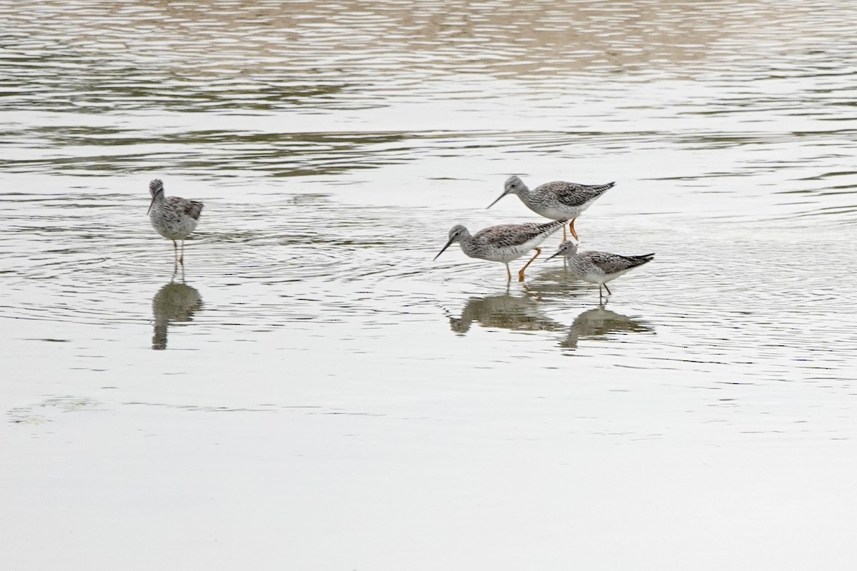 Lesser Yellowlegs - Steve Neely