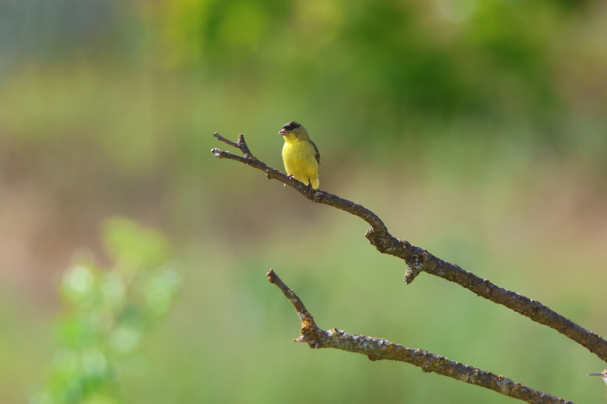 Lesser Goldfinch - Candace Austin