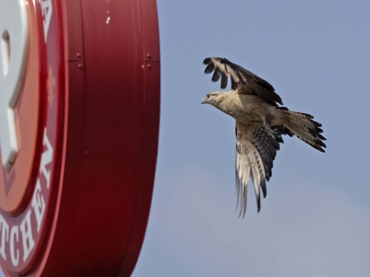 Yellow-headed Caracara - Robert Hamilton