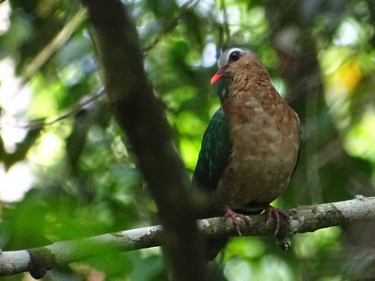 Asian Emerald Dove - Sri Srikumar