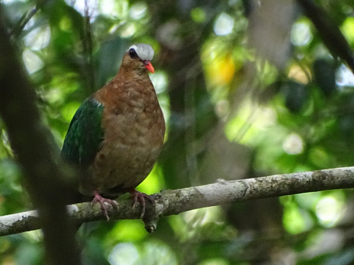 Asian Emerald Dove - Sri Srikumar