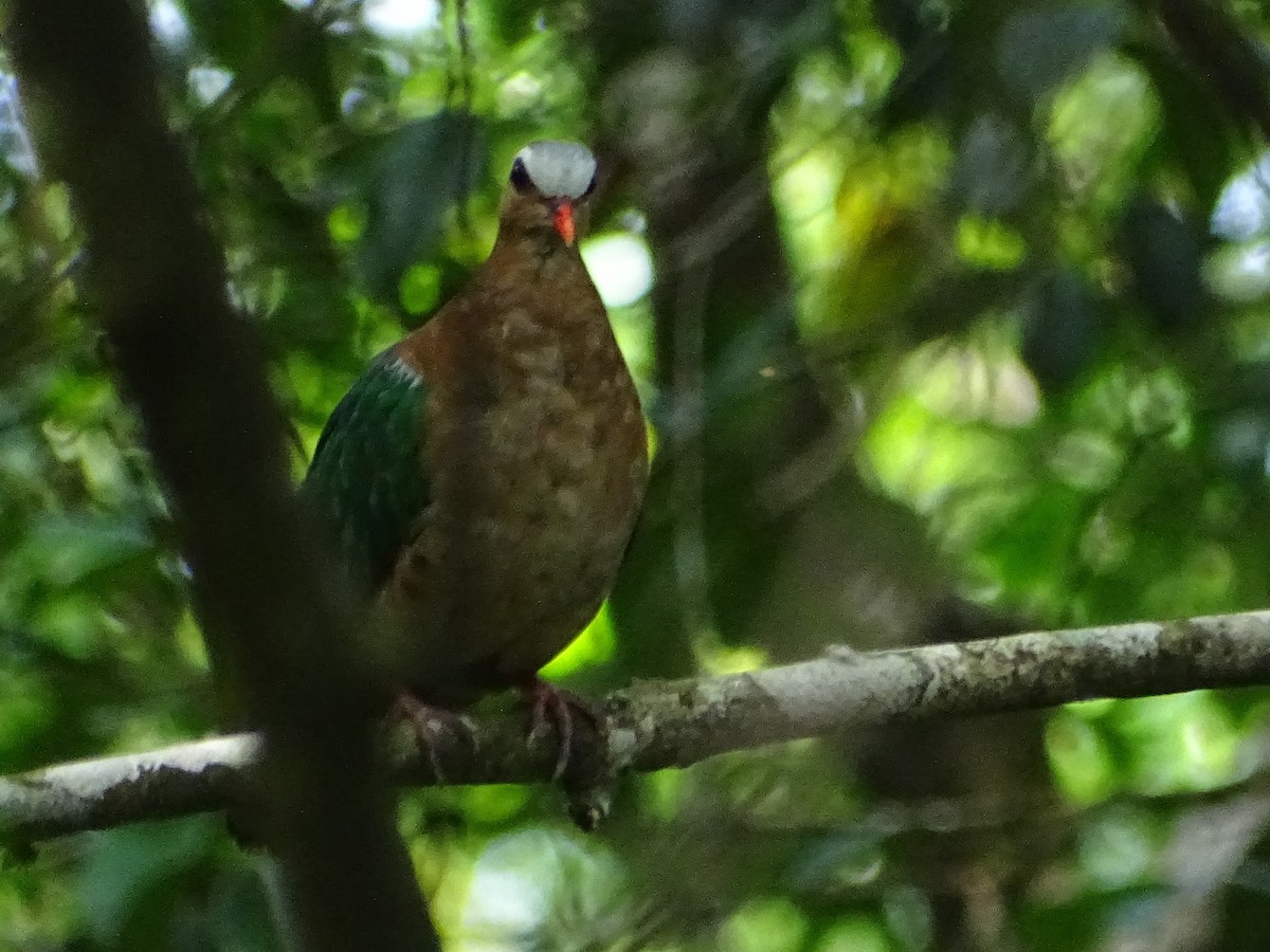 Asian Emerald Dove - Sri Srikumar