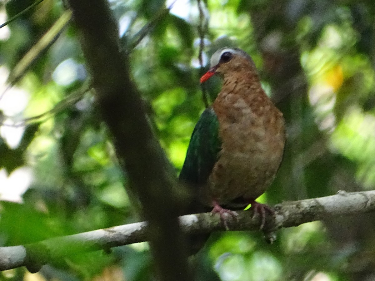 Asian Emerald Dove - Sri Srikumar