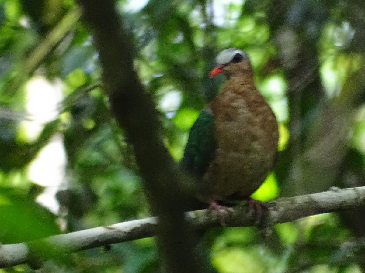 Asian Emerald Dove - Sri Srikumar