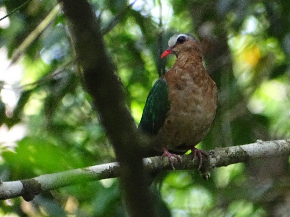 Asian Emerald Dove - Sri Srikumar