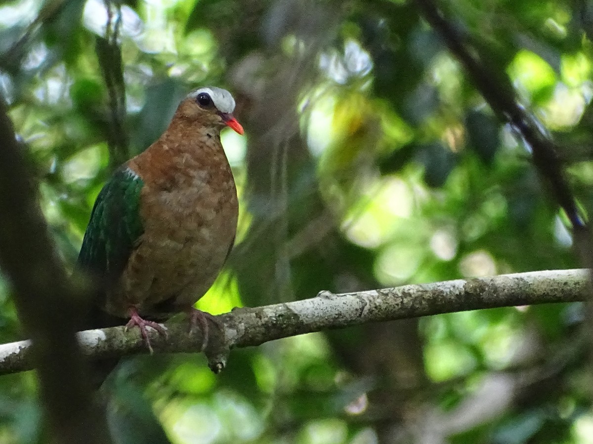 Asian Emerald Dove - Sri Srikumar