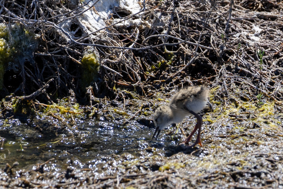 Black-necked Stilt - ML619328243