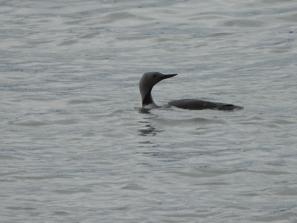 Red-throated Loon - Bev Agler