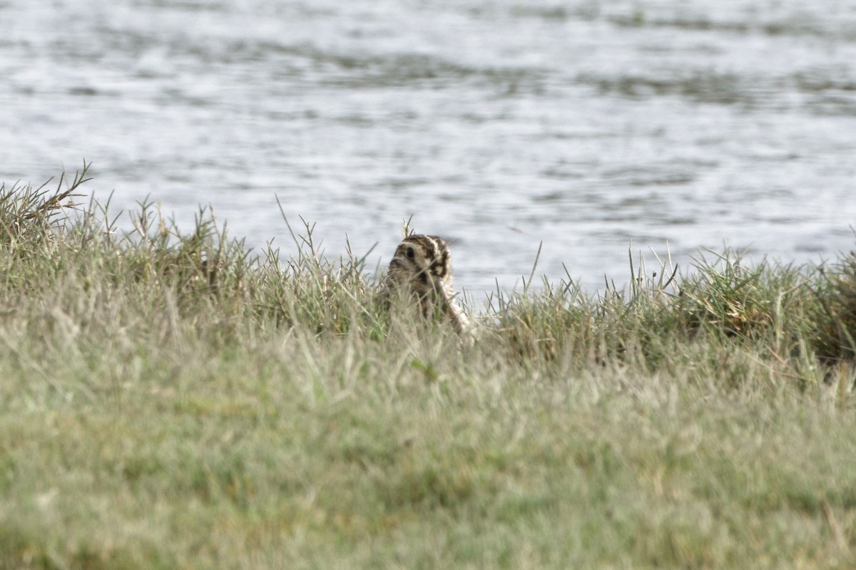 Magellanic Snipe - ML619328251