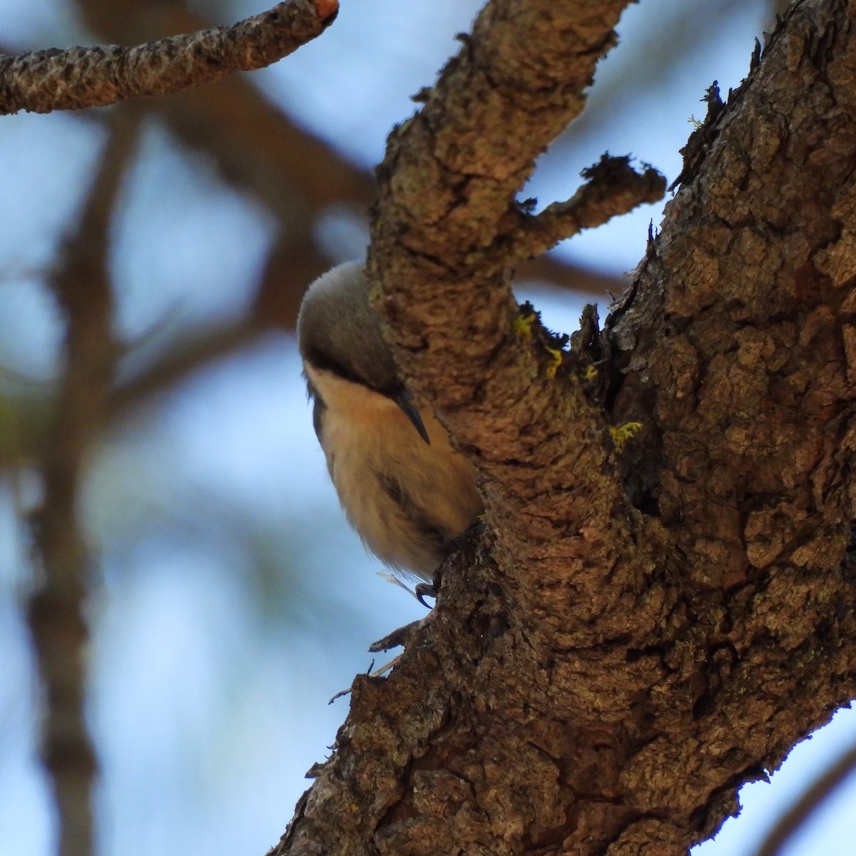 Pygmy Nuthatch - Susan Kirkbride