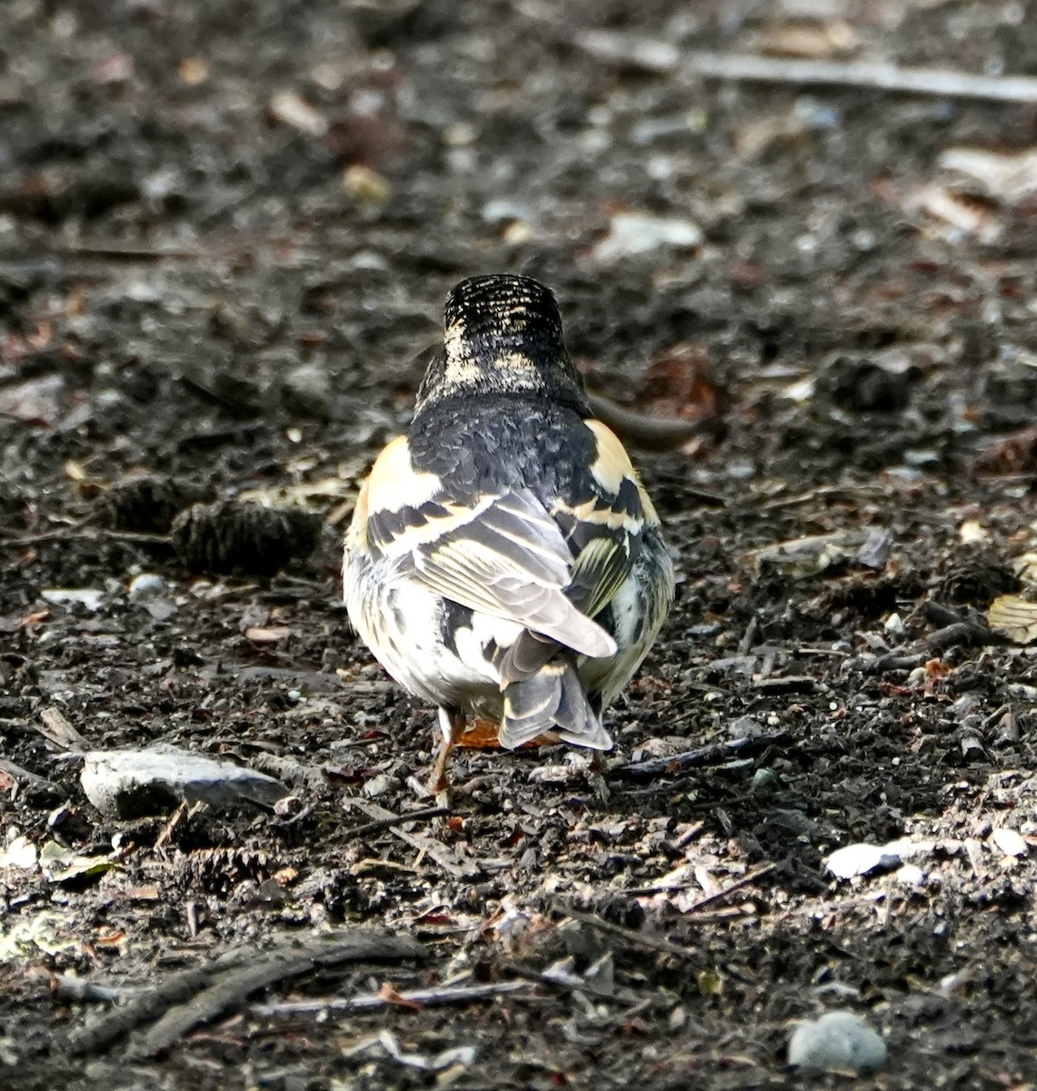 Brambling - Kevin Waggoner