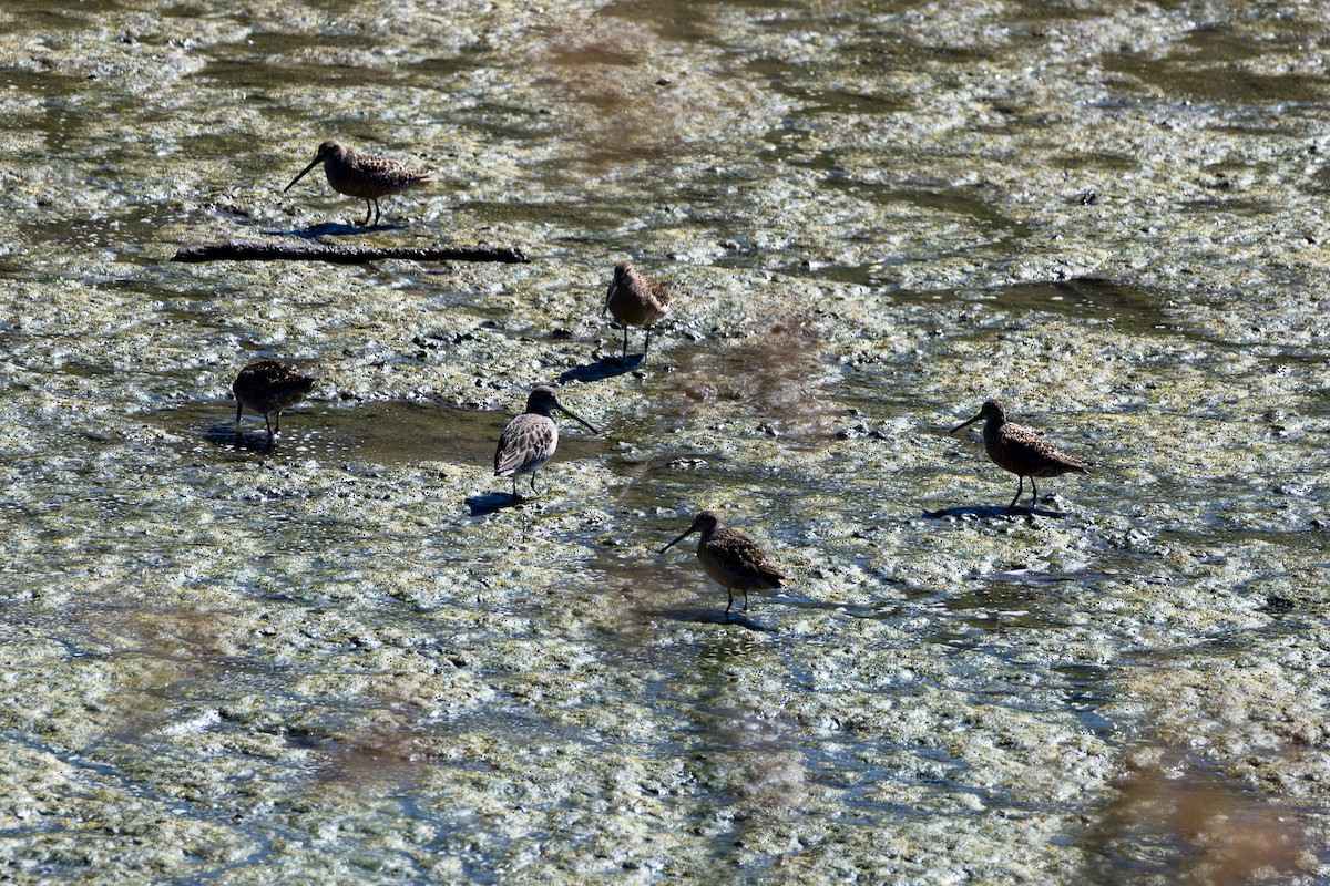 Long-billed Dowitcher - ML619328267