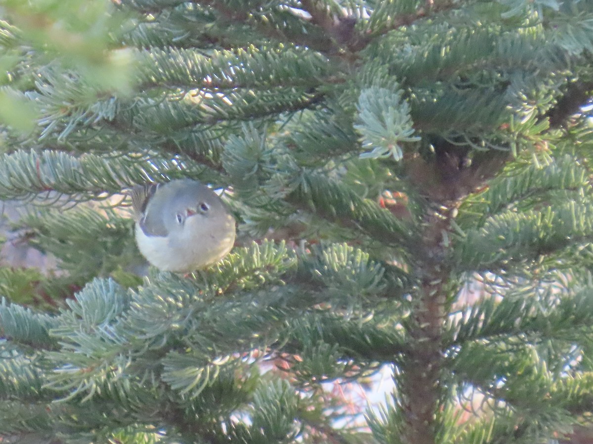 Ruby-crowned Kinglet - Laura Burke