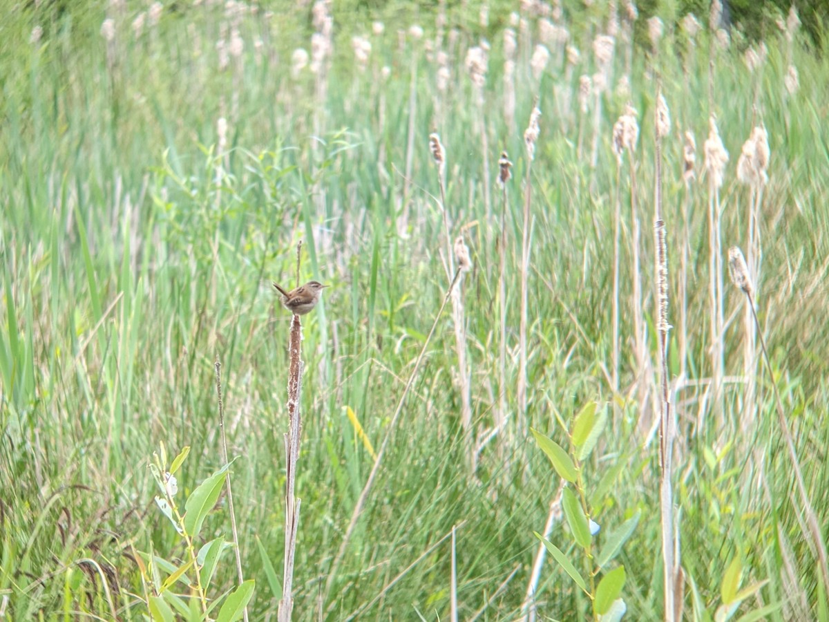 Marsh Wren - Kate Culhane