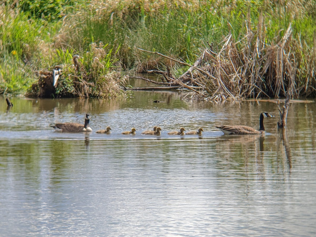 Canada Goose - Kate Culhane