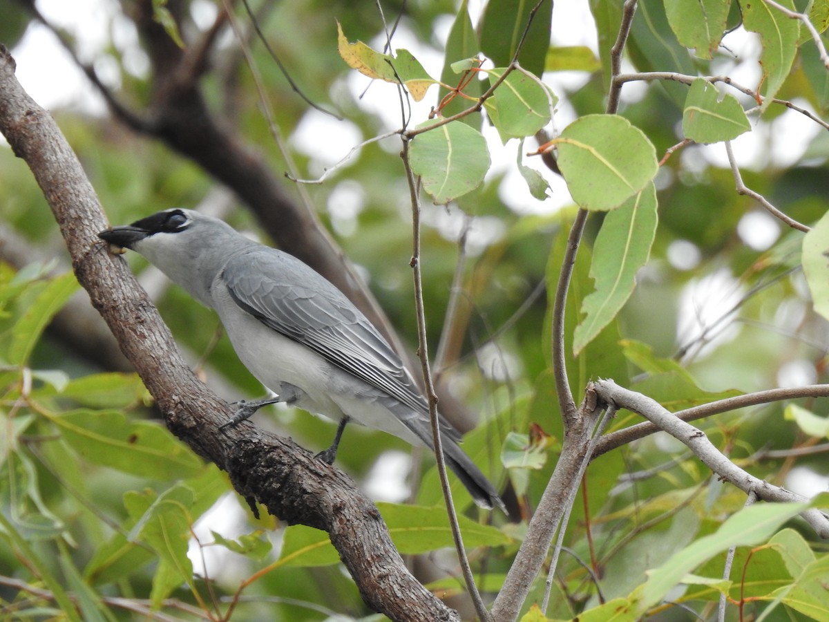 White-bellied Cuckooshrike - Monica Mesch