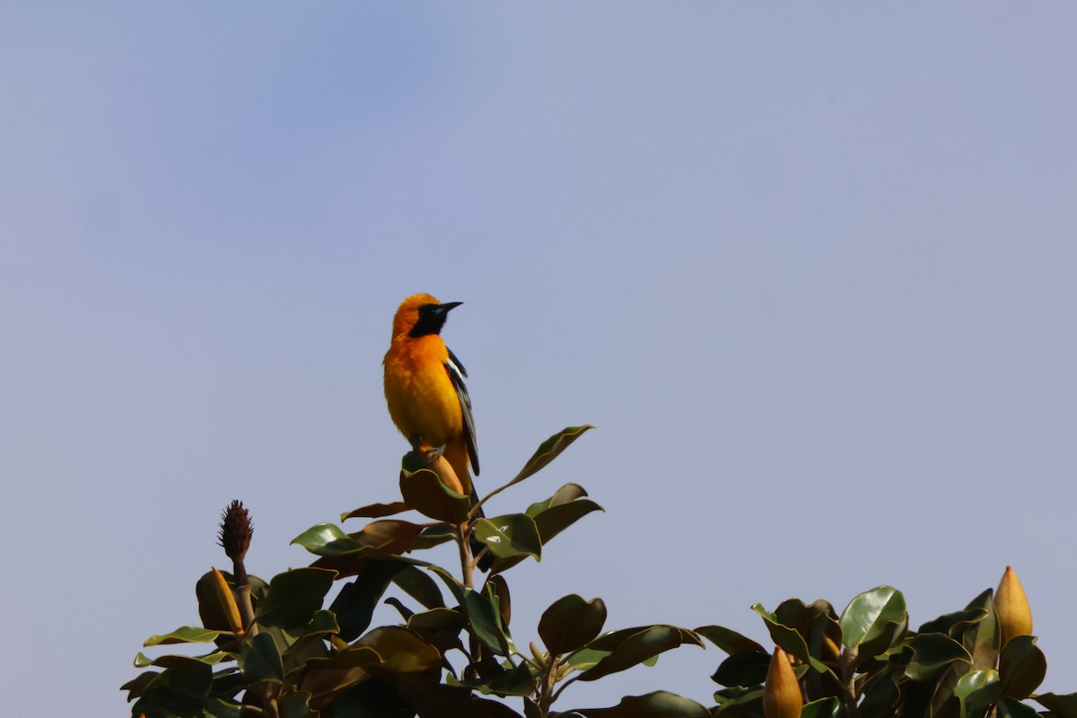 Hooded Oriole - Candace Austin