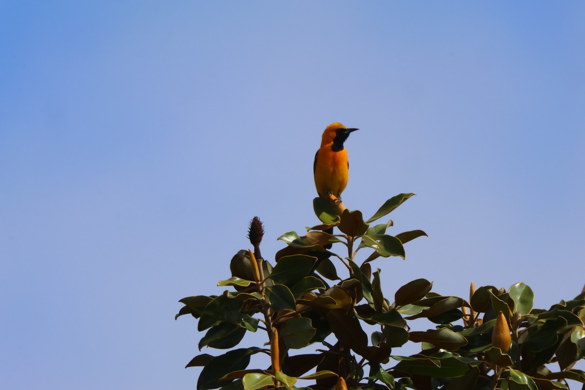 Hooded Oriole - Candace Austin