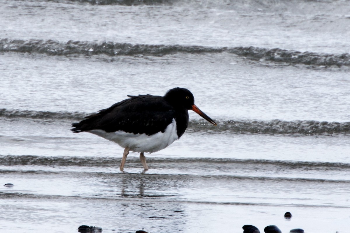 Magellanic Oystercatcher - Lee Burke