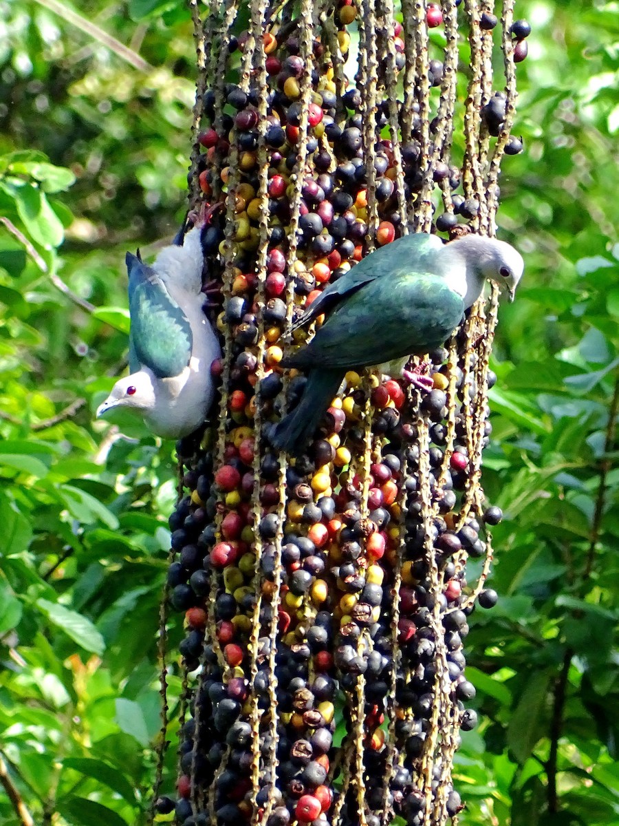 Green Imperial-Pigeon - Sri Srikumar