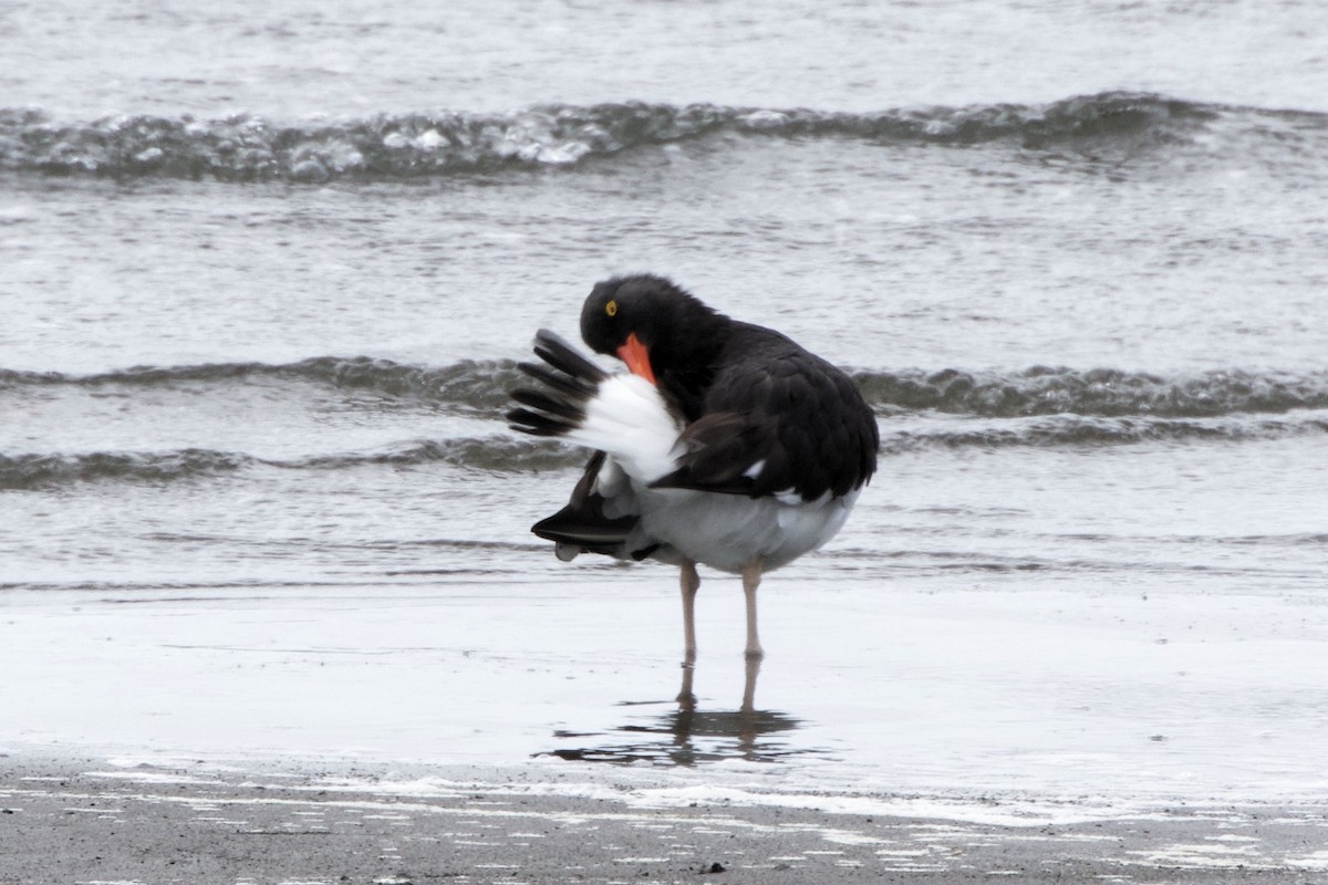 Magellanic Oystercatcher - Lee Burke