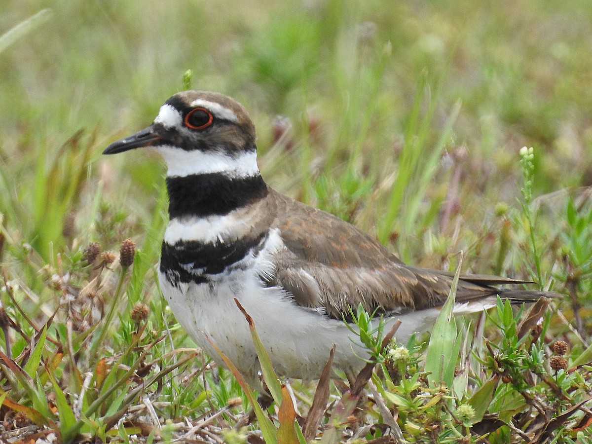 Killdeer - ML619328343